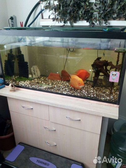 Аквариум 200 литров