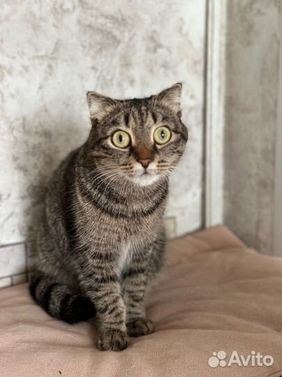 Европейская кошечка ишет дом