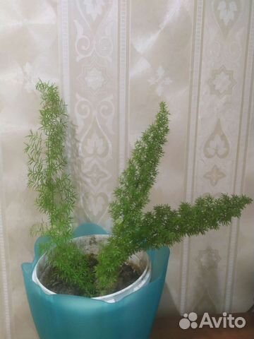 Аспарагус Мейера