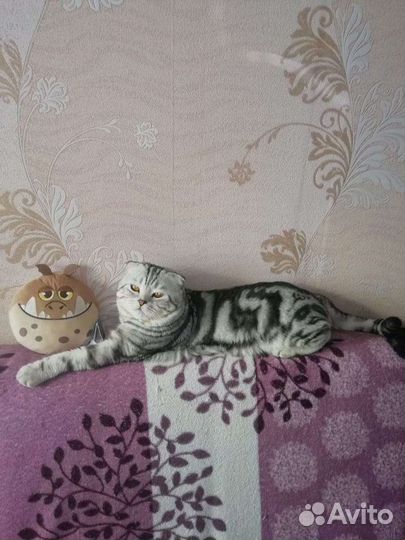Шотландский кот вязка