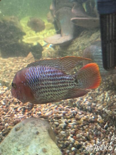 Акара бирюзовая