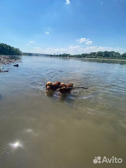 Кокер спаниель