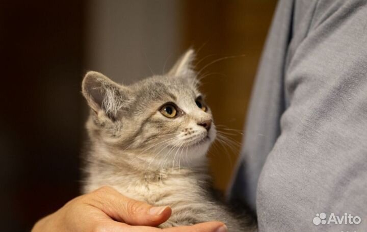 Очаровательнейшая малышка Нэнси в дар