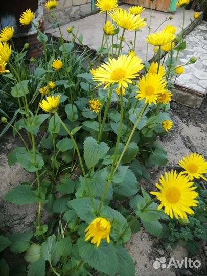 Многолетние цветы