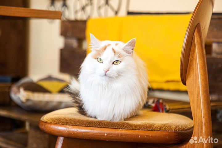 Шикарная красотка ищет дом