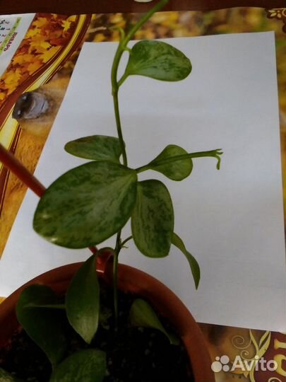 Хойи, дисхидия, эсхинантусы