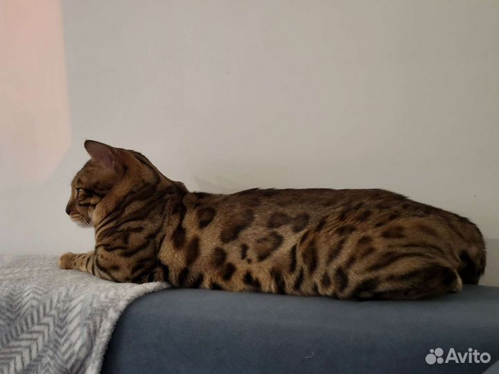 Бенгальский кот вязка