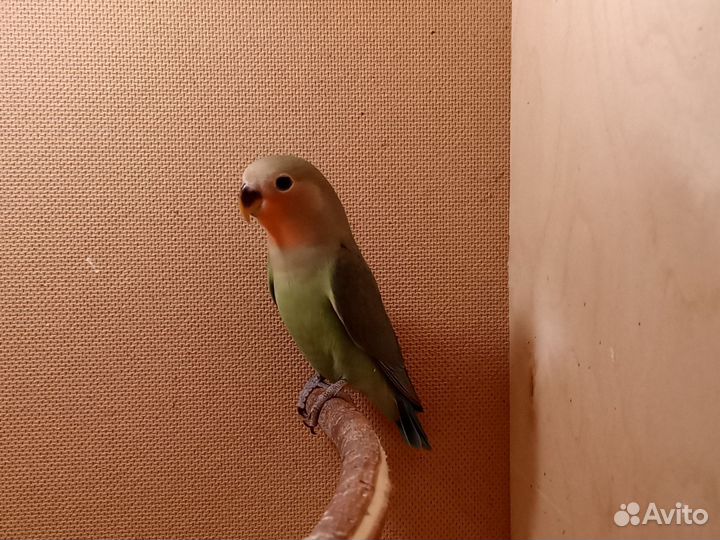 Попугай неразлучники