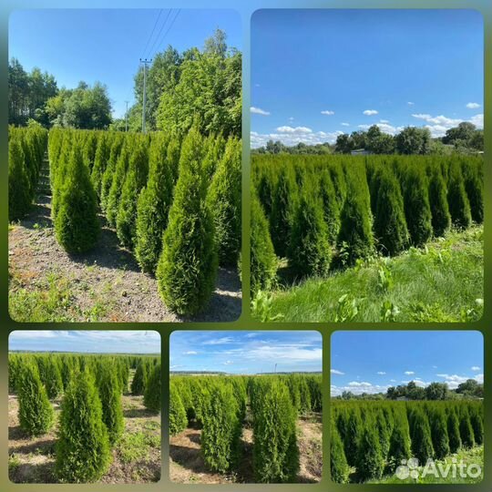 Туя Смарагд 140 см из питомника