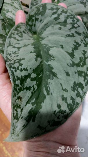 Эпипремнум 