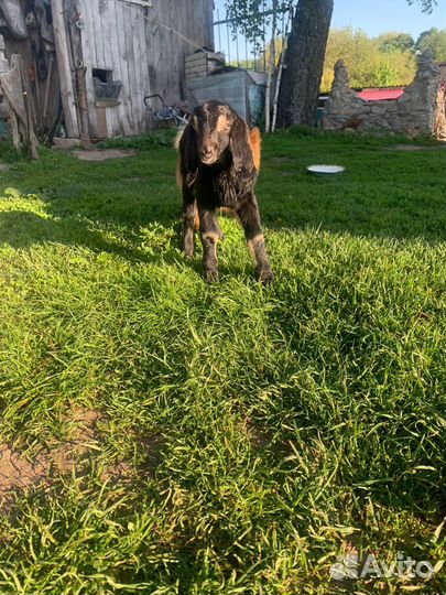 Зааненкские