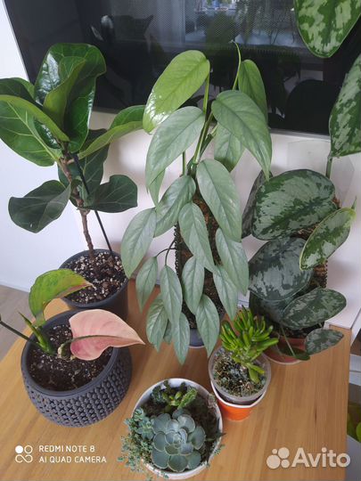 Комнатные растения