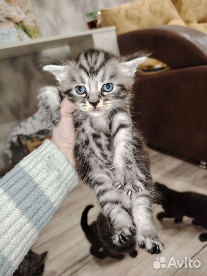 Котята мейн-кун метис