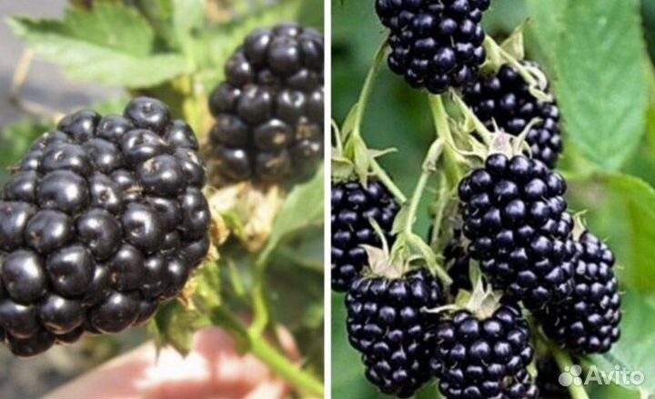 Ежевика продажа Барнаул