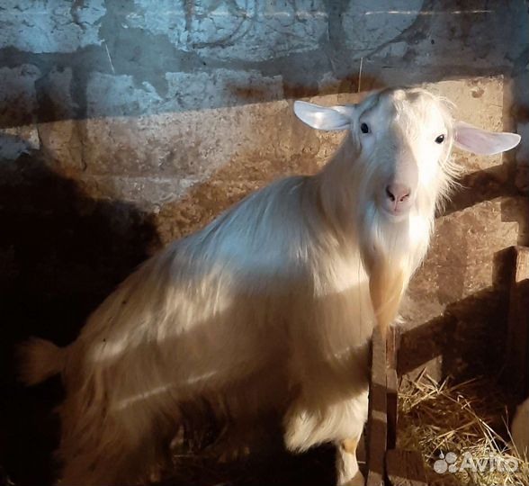 Зааненский козел