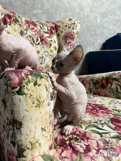 Канадский сфинкс котенок девочка