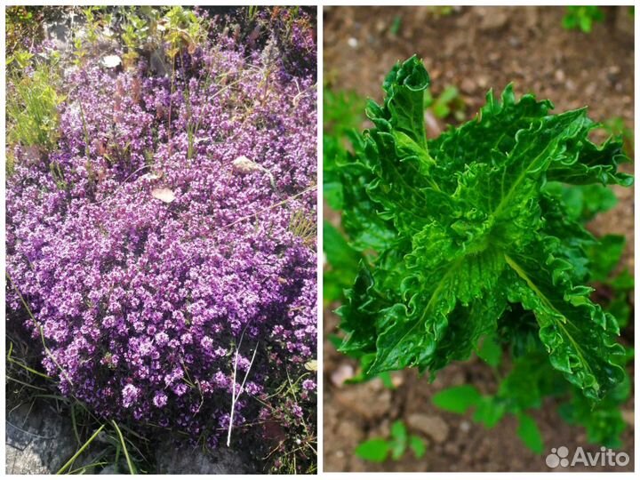 Тимьян(чабрец), мята кучерявая, душица, мелисса