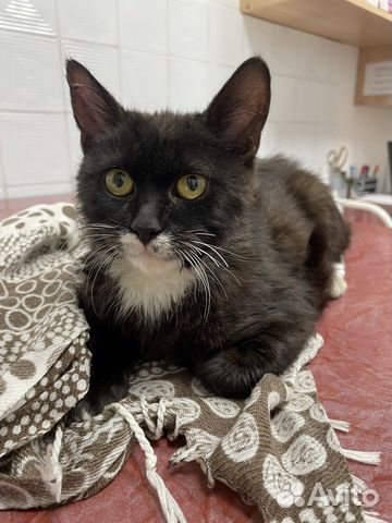 Очаровательный котик 6 мес