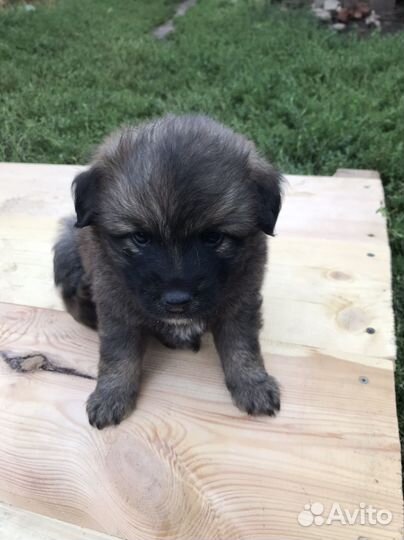 Отдам бесплатно щенки