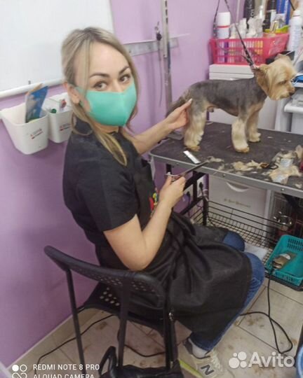 Стрижка собак и кошек