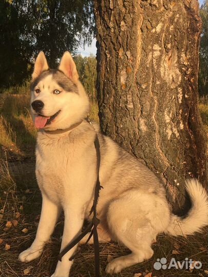 Хаски вязка