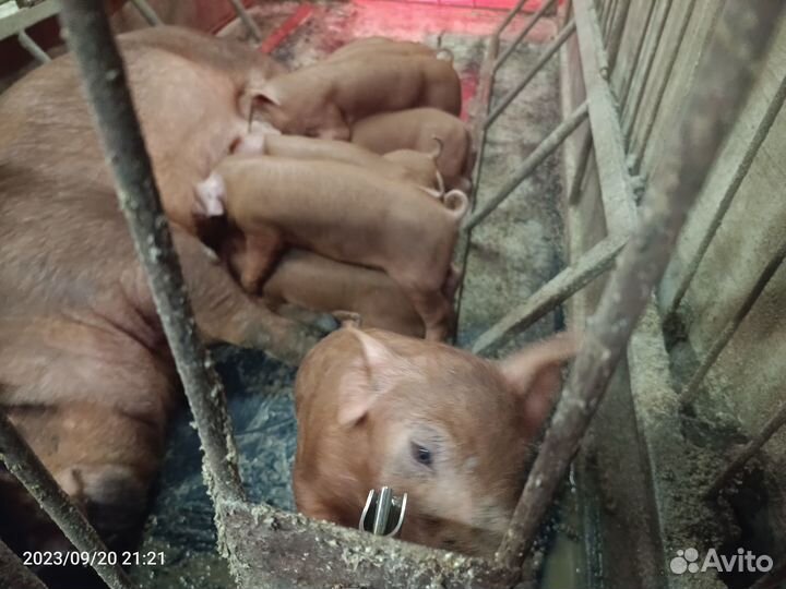 Поросята ландрас-дюрок,дюрок, крупная белая-дюрок