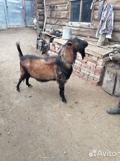 Козёл 