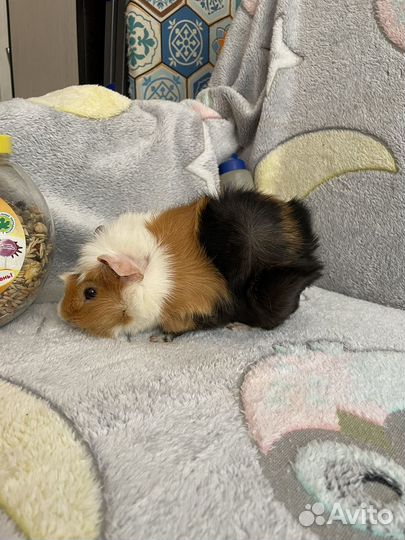 Морская свинка бесплатно