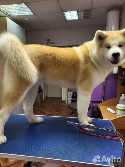 Стрижка собак и кошек