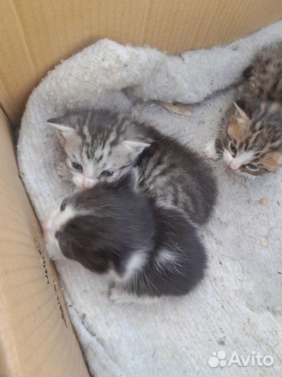 Отдам в добрые руки ктят