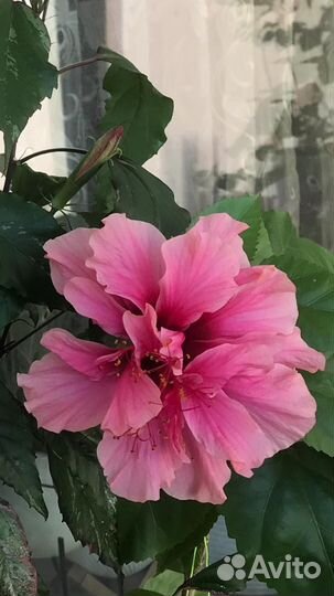 Гибискус Lalique