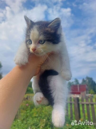 Котята в добрые руки бесплатно