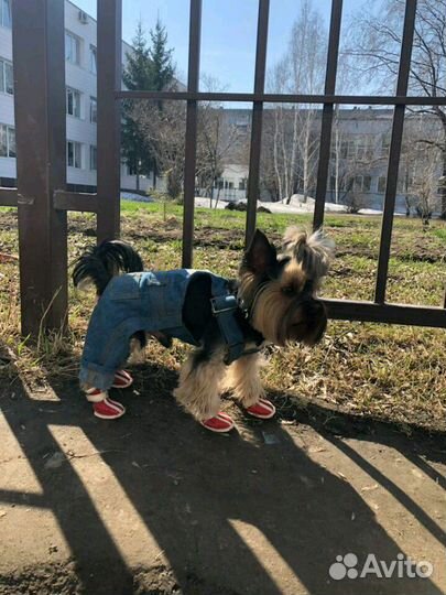 Вязка йоркширский терьер