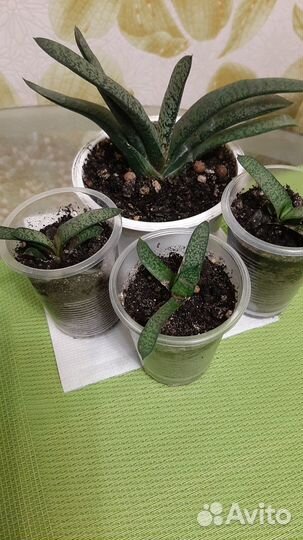 Суккуленты, молочаи