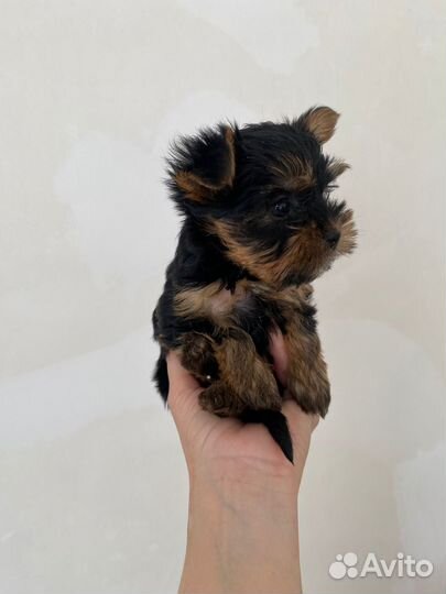 Мини йорк мальчик
