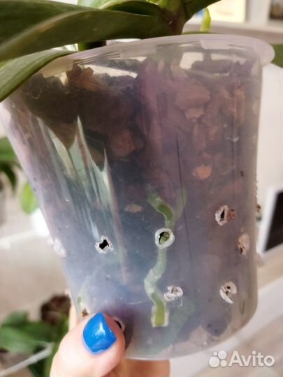 Продам орхидею белый шоколад