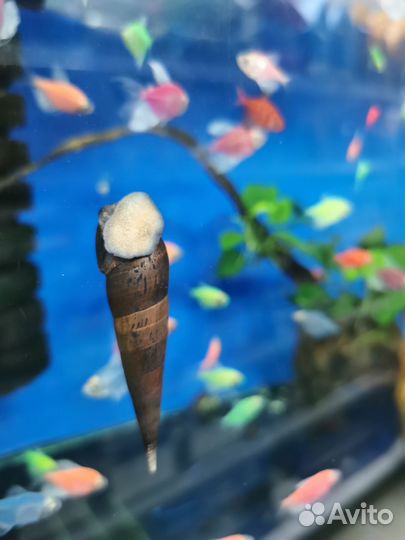 Аквариумные рыбки и растения