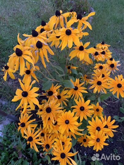 Крокосмия оранжевый