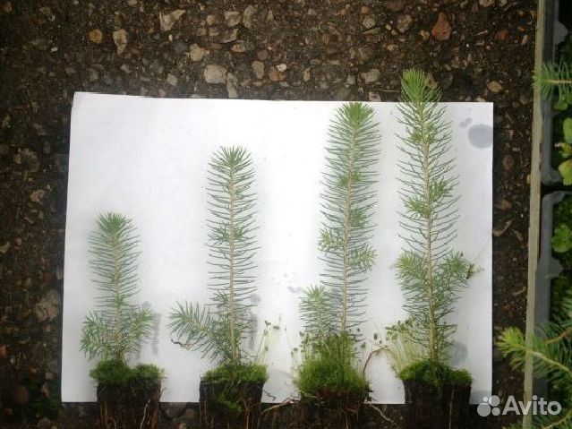 Ель, сеянцы окс. Лесовосстановление. От 100 000шт