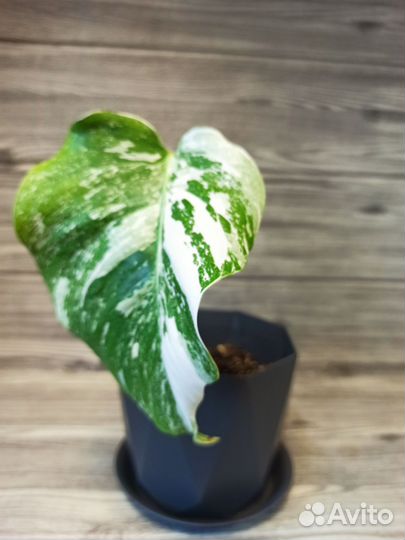 Монстера вариегатная Альба