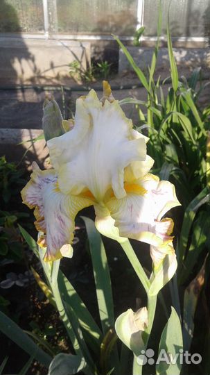 Ирисы бородатые