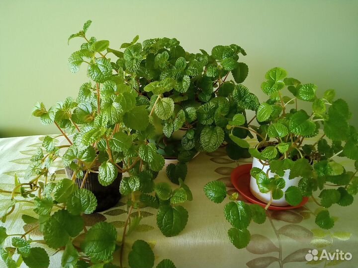 Пилея монетолистная