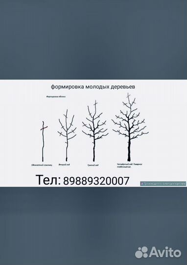 Обрезка деревьев