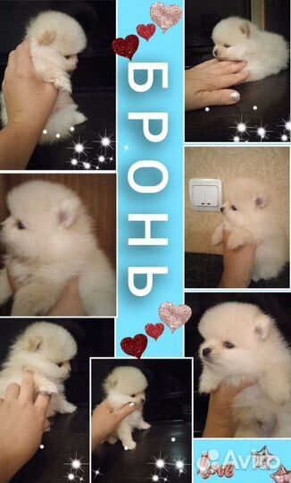 Щенки шпица