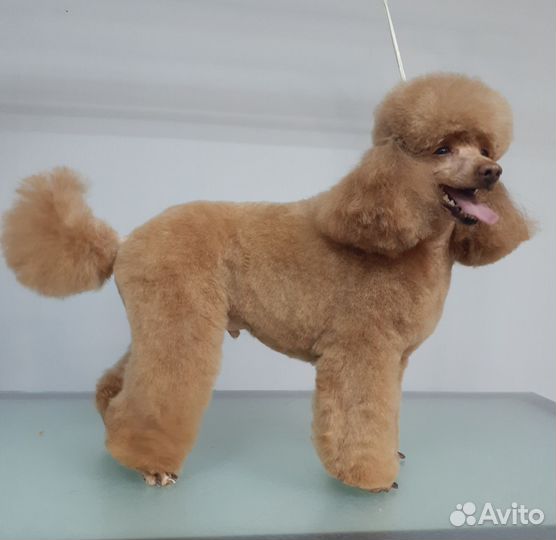 Стрижка собак и кошек, груминг обучение