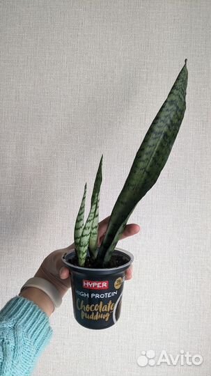 Сансевиерия тещин язык щучий хвост