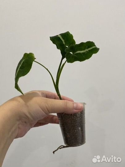 Сингониум вендланда