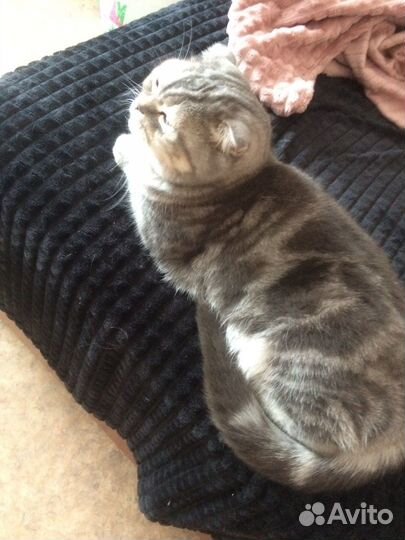 Кошка Бесплатно