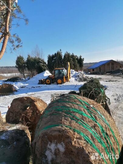 Сосна обыкновенная