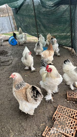 Инкубационное яйцо брама